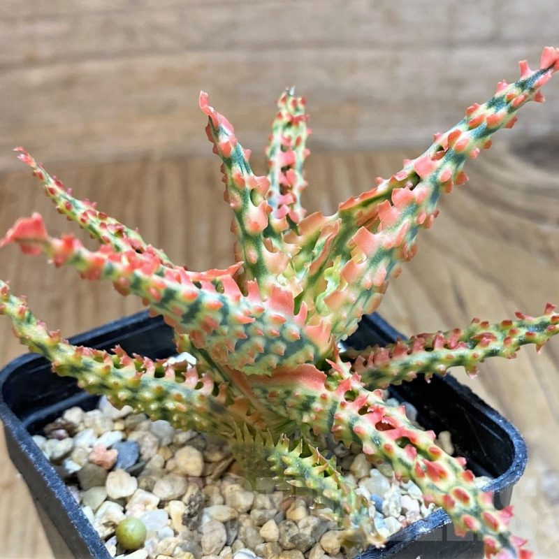 SH12459 Aloe TCT hybrid