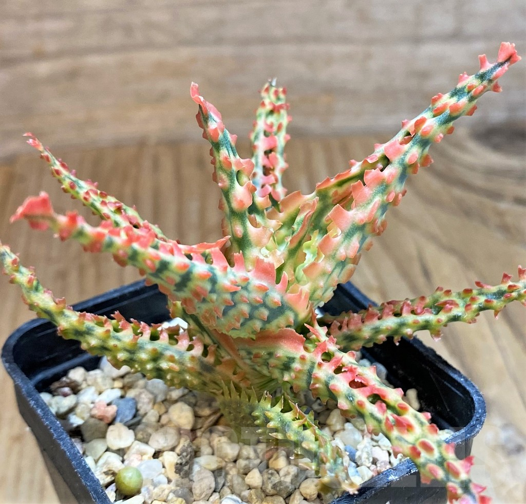 SH12459 Aloe TCT hybrid