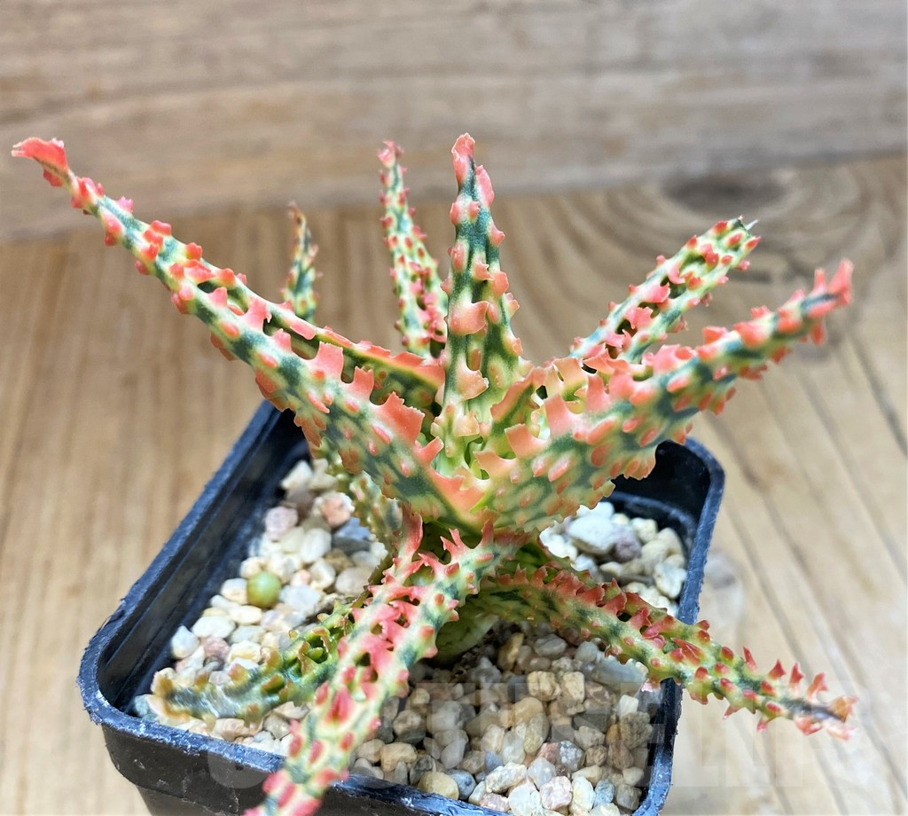 SH12459 Aloe TCT hybrid - 画像 (2)