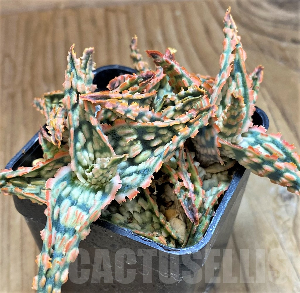 SH12460 Aloe TCT hybrid - immagine 2