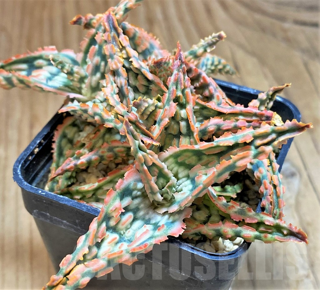 SH12460 Aloe TCT hybrid