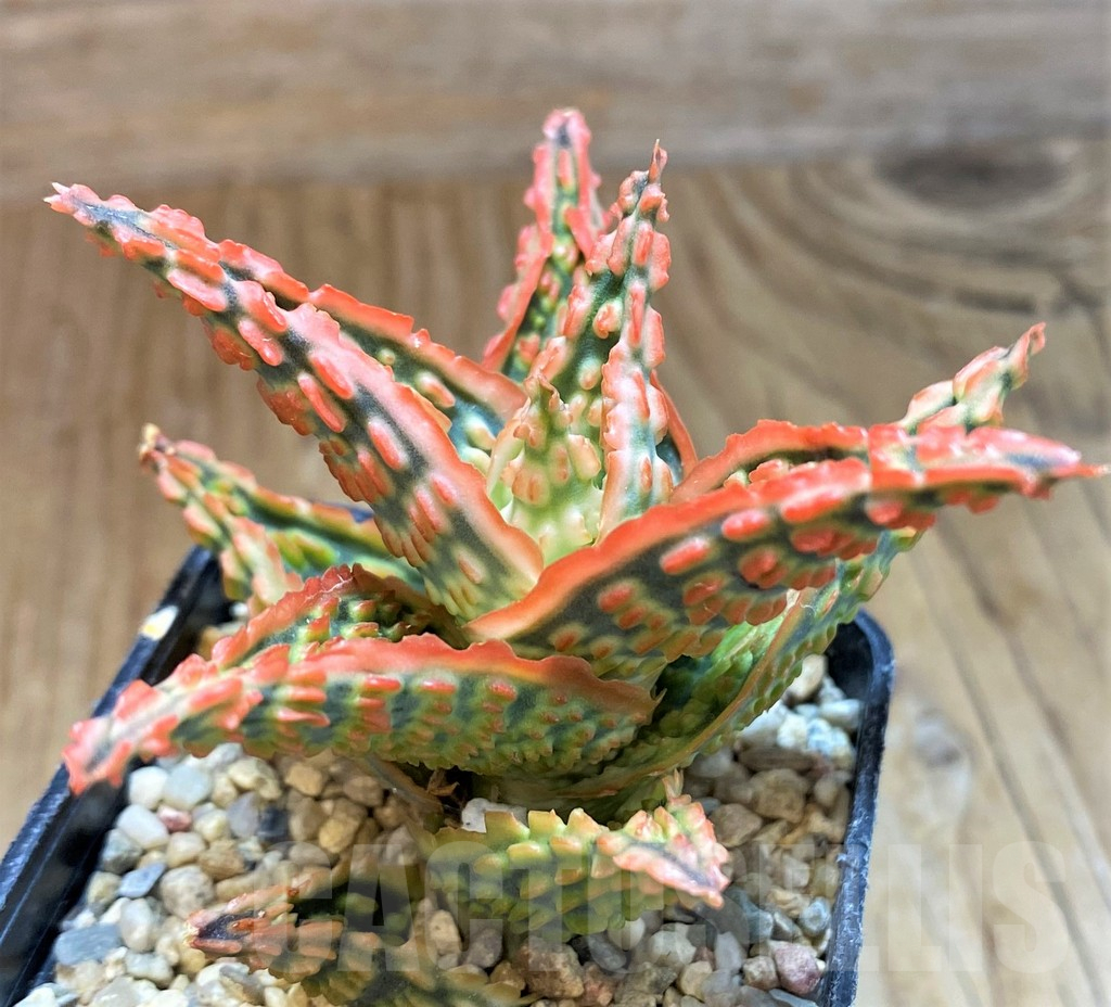 SH12461 Aloe TCT hybrid - 画像 (2)