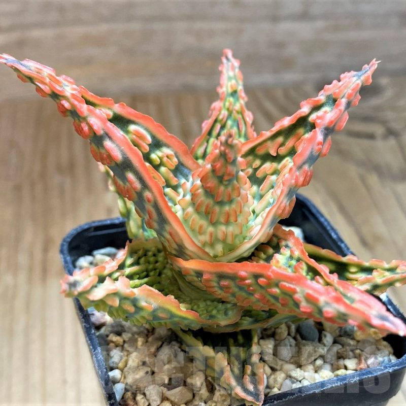 SH12461 Aloe TCT hybrid