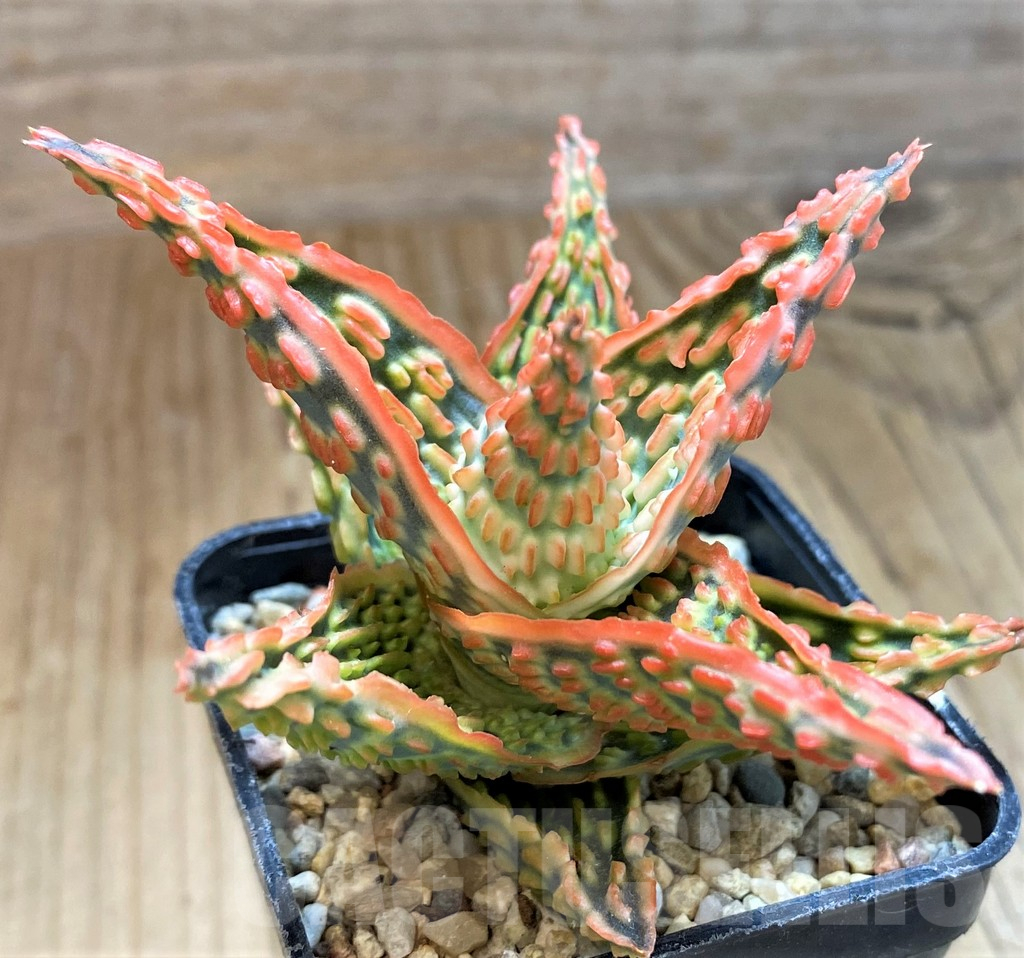 SH12461 Aloe TCT hybrid