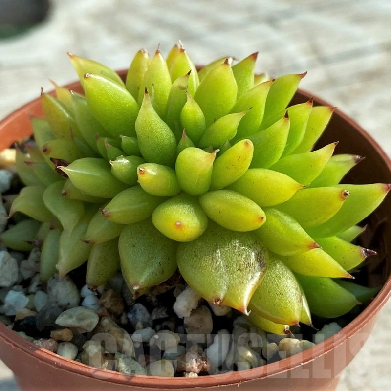 SH12408 Echeveria agavoides f. cristata