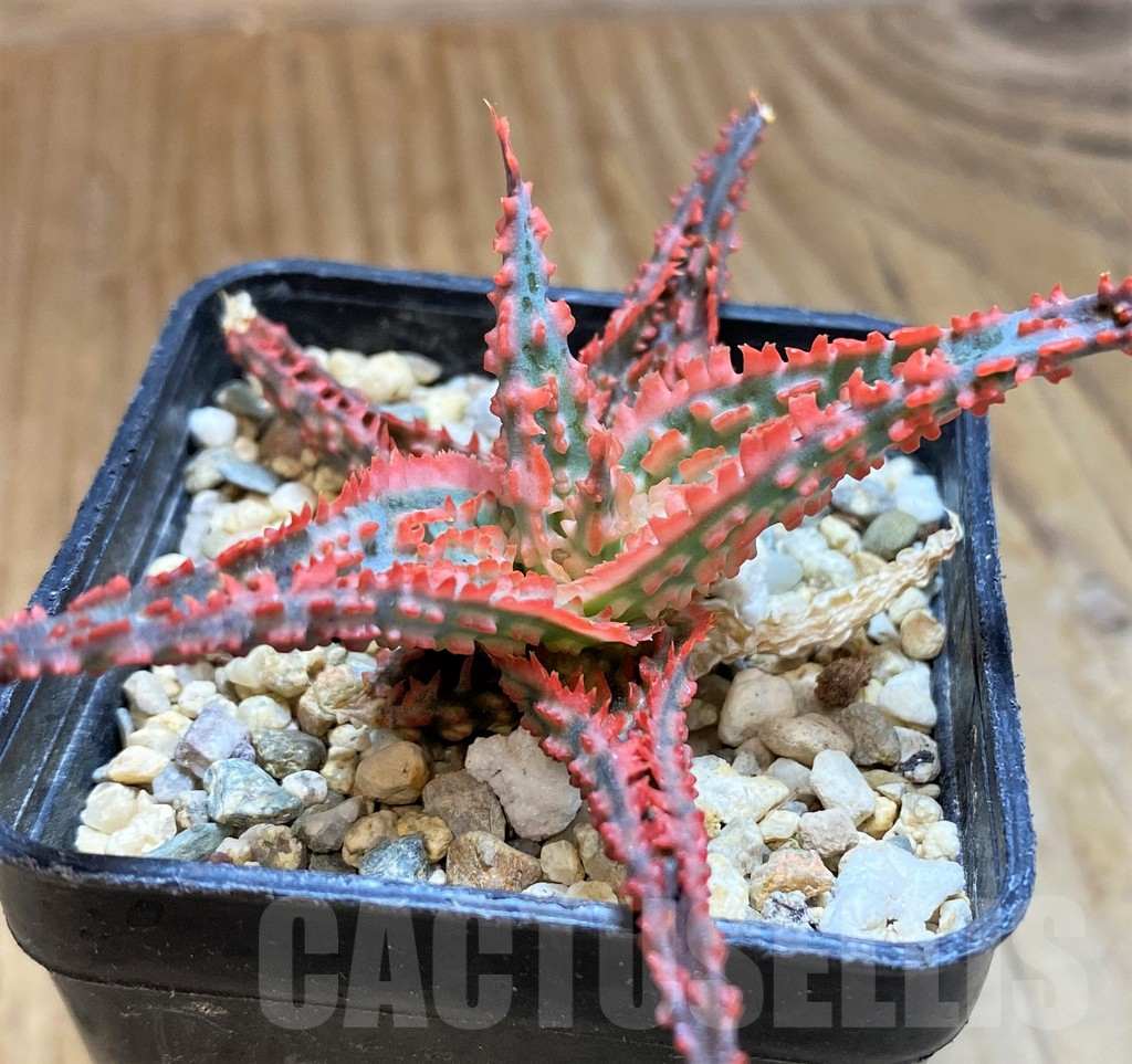 SH12462 Aloe TCT hybrid - Image 3