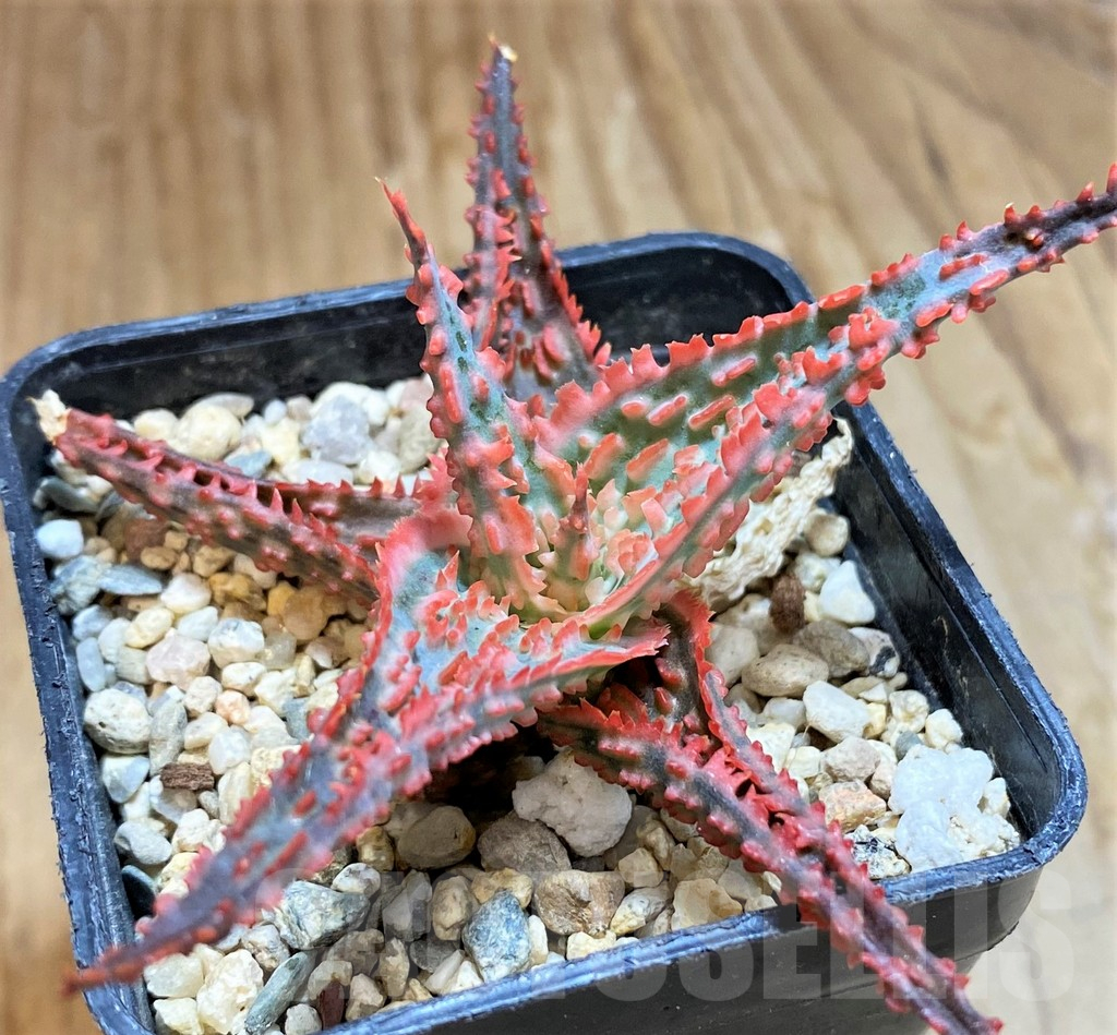 SH12462 Aloe TCT hybrid - Image 2