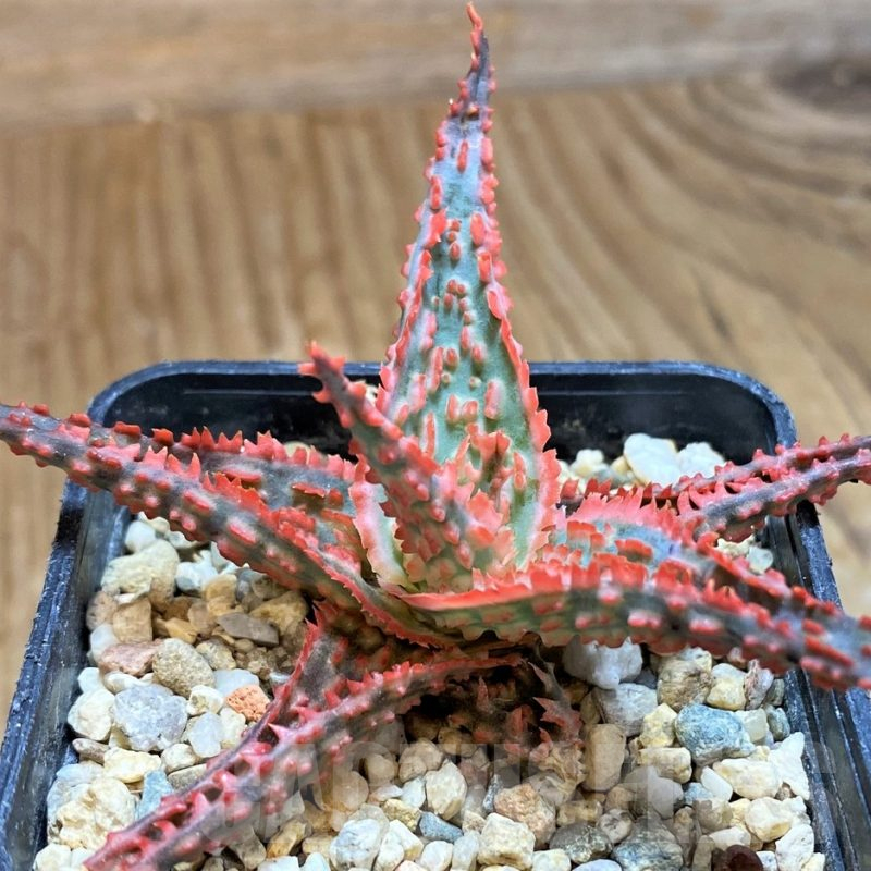 SH12462 Aloe TCT hybrid