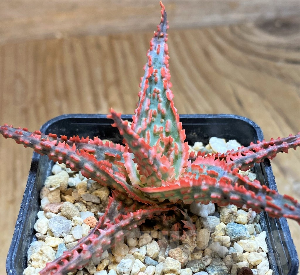 SH12462 Aloe TCT hybrid