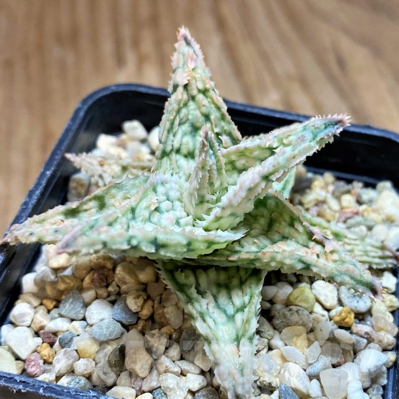 SH12463 Aloe TCT hybrid