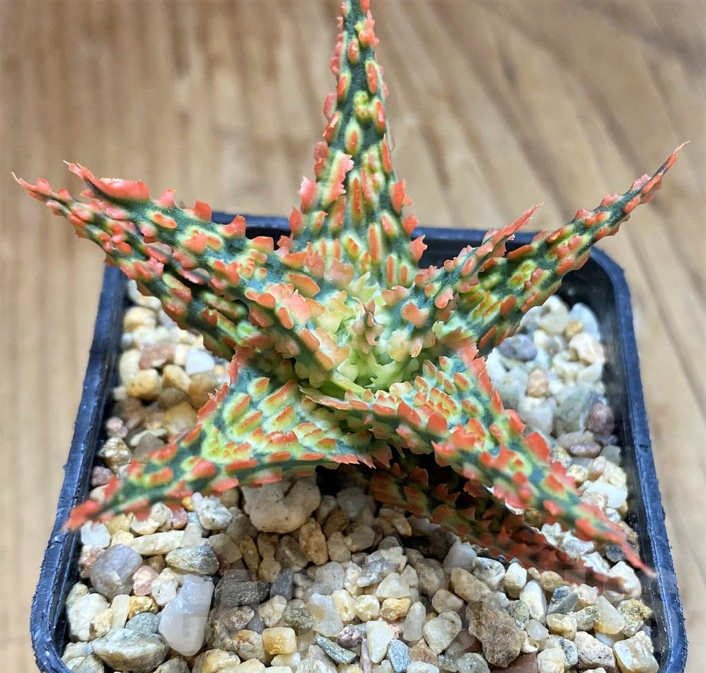 SH12464 Aloe TCT hybrid - Image 2