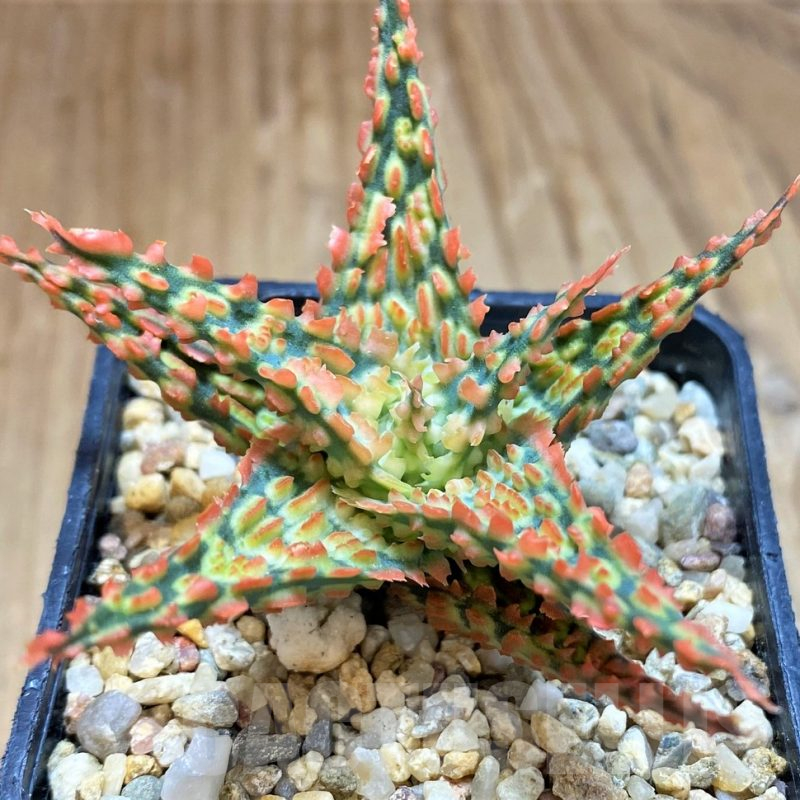 SH12464 Aloe TCT hybrid