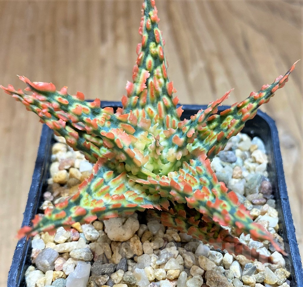 SH12464 Aloe TCT hybrid