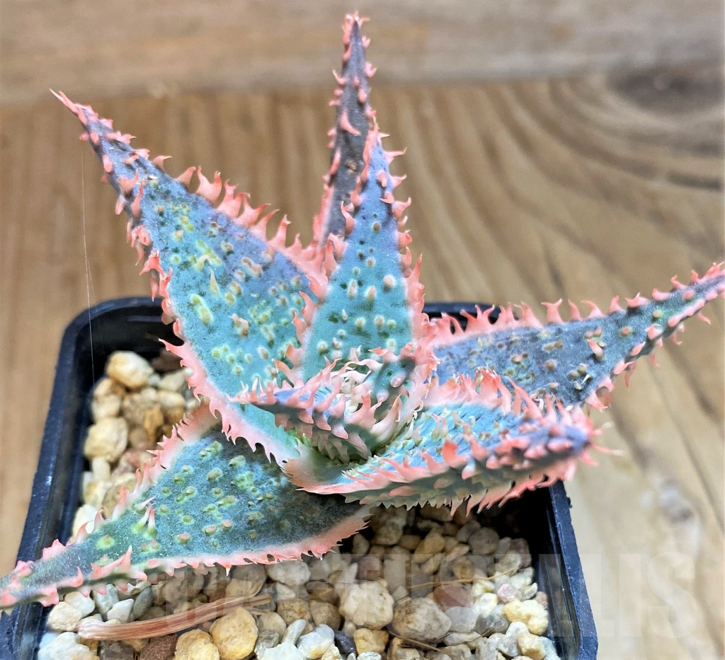 SH12466 Aloe TCT hybrid - Image 2