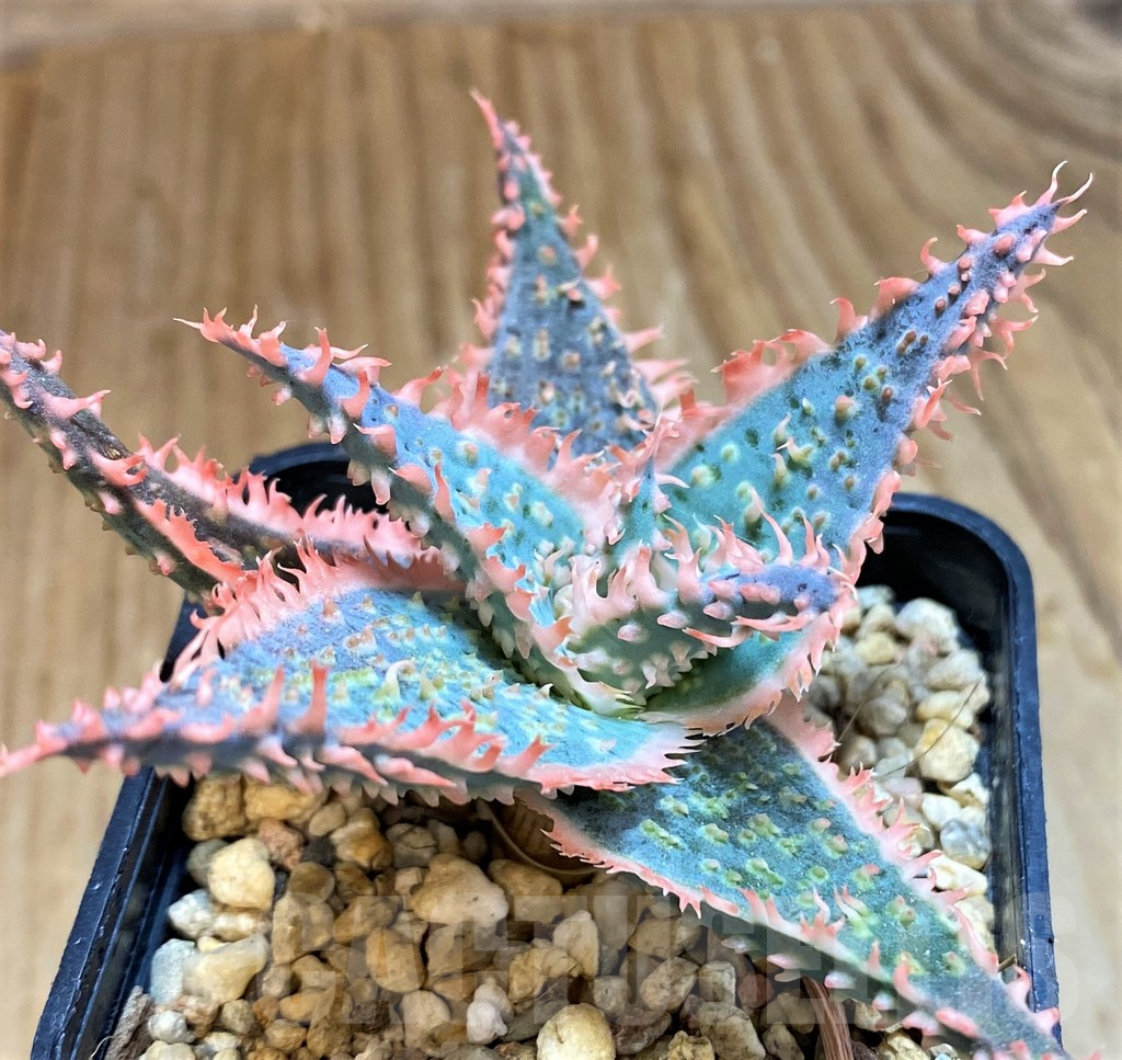 SH12466 Aloe TCT hybrid