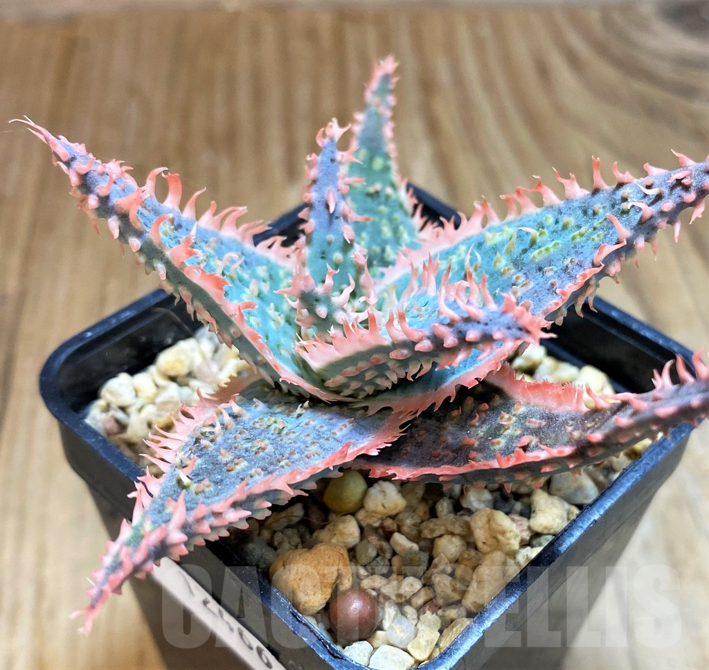 SH12466 Aloe TCT hybrid - Image 3