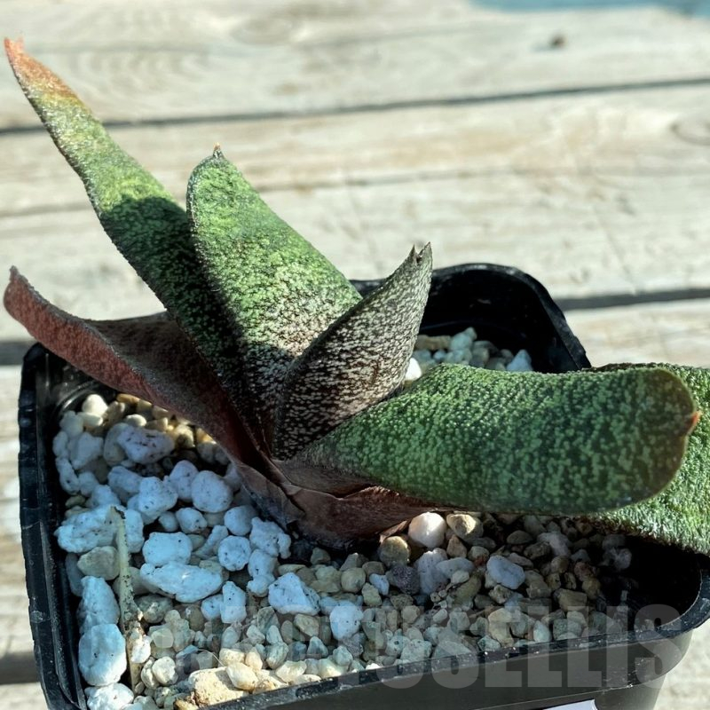 SH12413 Gasteria batesiana