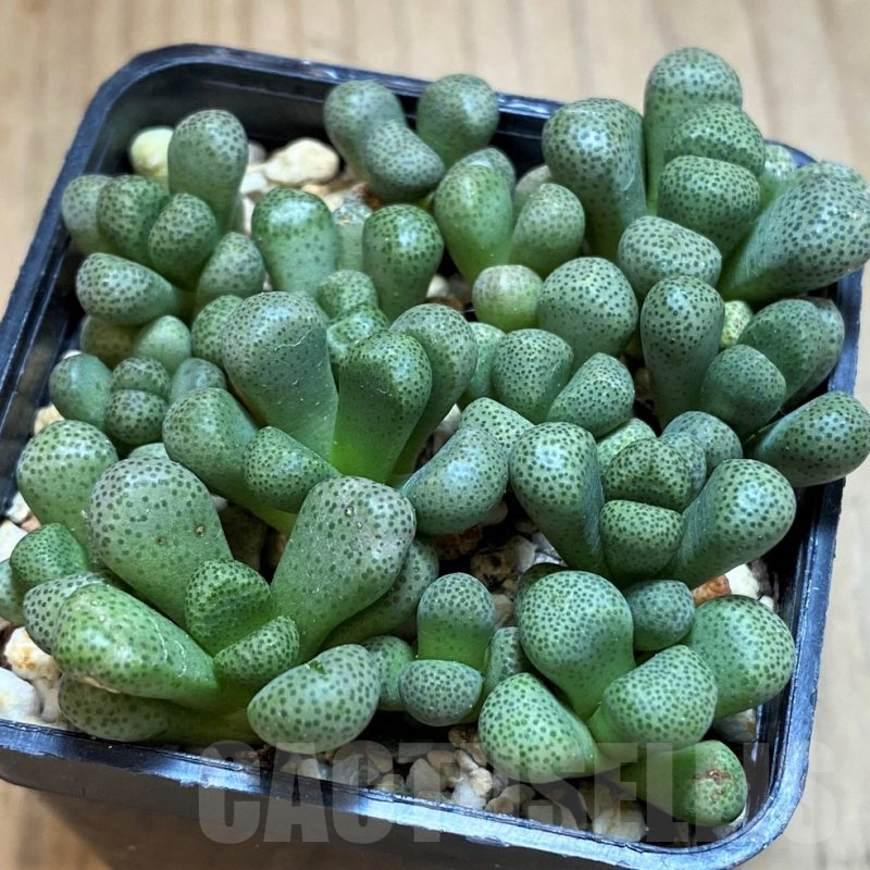 SH12419 Aloinopsis schooneesii, seedling