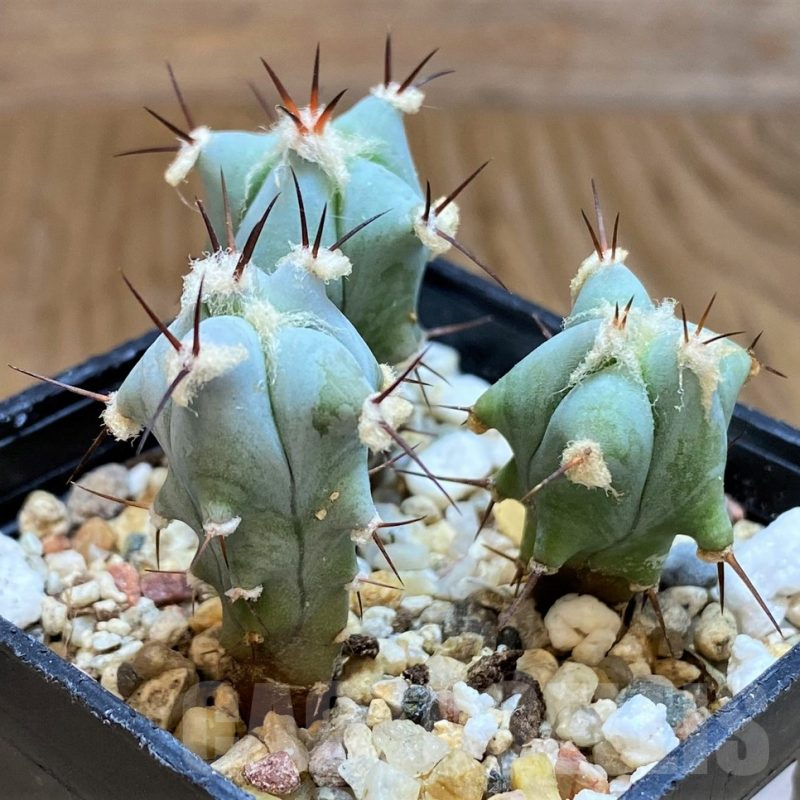 SH12421 Echinocactus platyacanthus, seedling, 3 plants