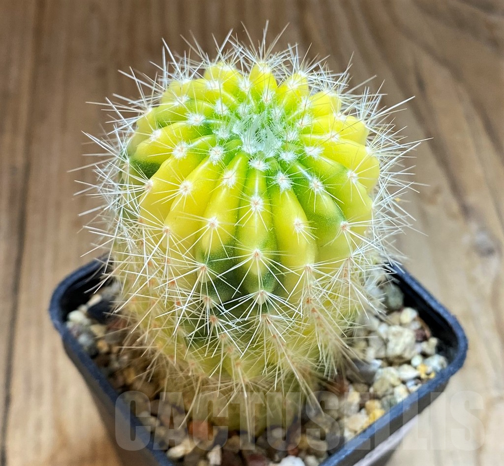 SH12422 Echinopsis hybrid. f. variegata