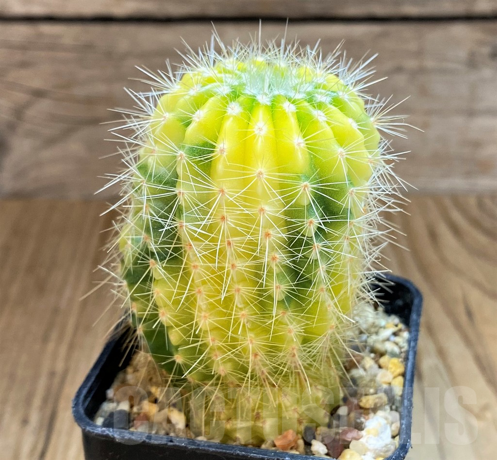 SH12422 Echinopsis hybrid. f. variegata - Image 3