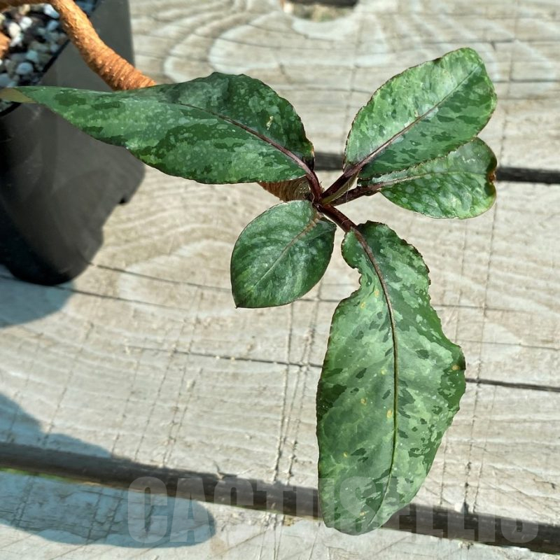 SH12429 Euphorbia cremersii 'Red Tuber'