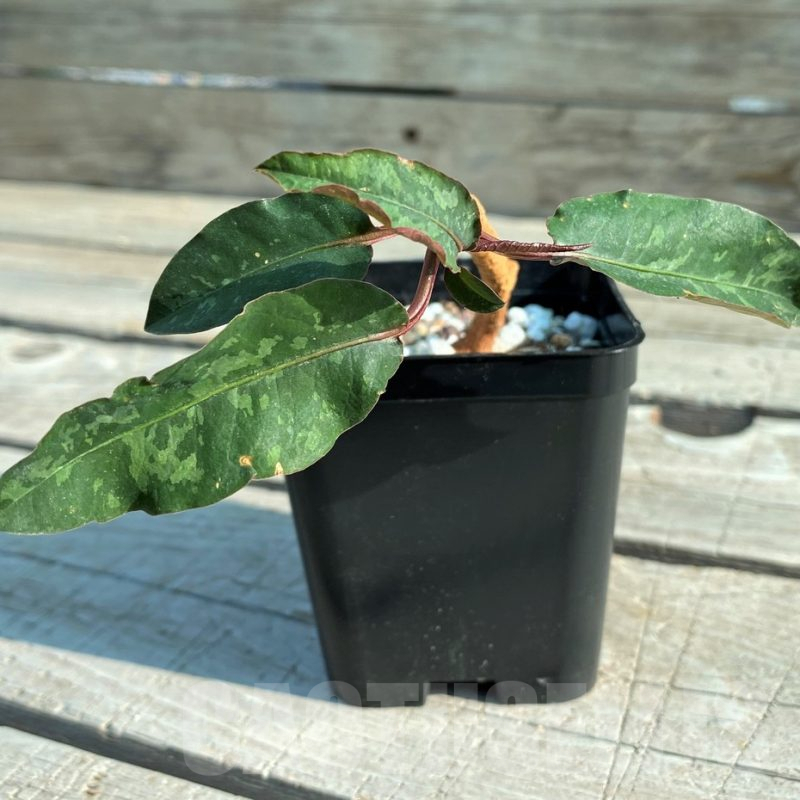 SH12430 Euphorbia cremersii 'Red Tuber'