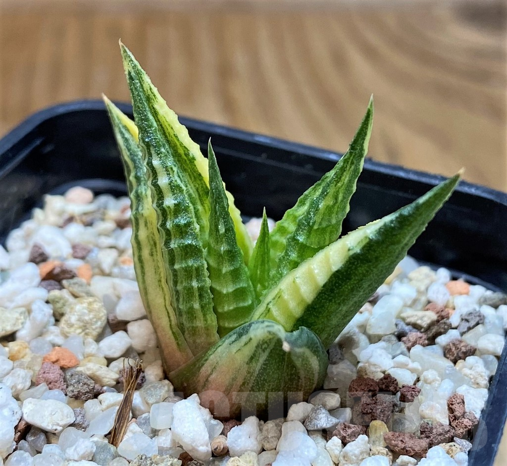 SH12435 Haworthia limifolia f. variegata - Image 2