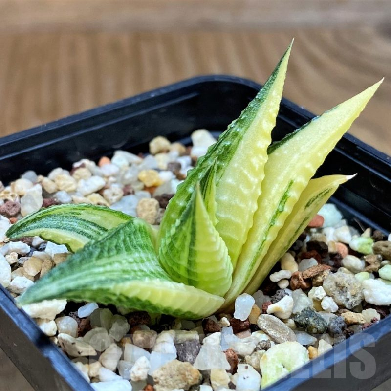 SH12436 Haworthia limifolia f. variegata
