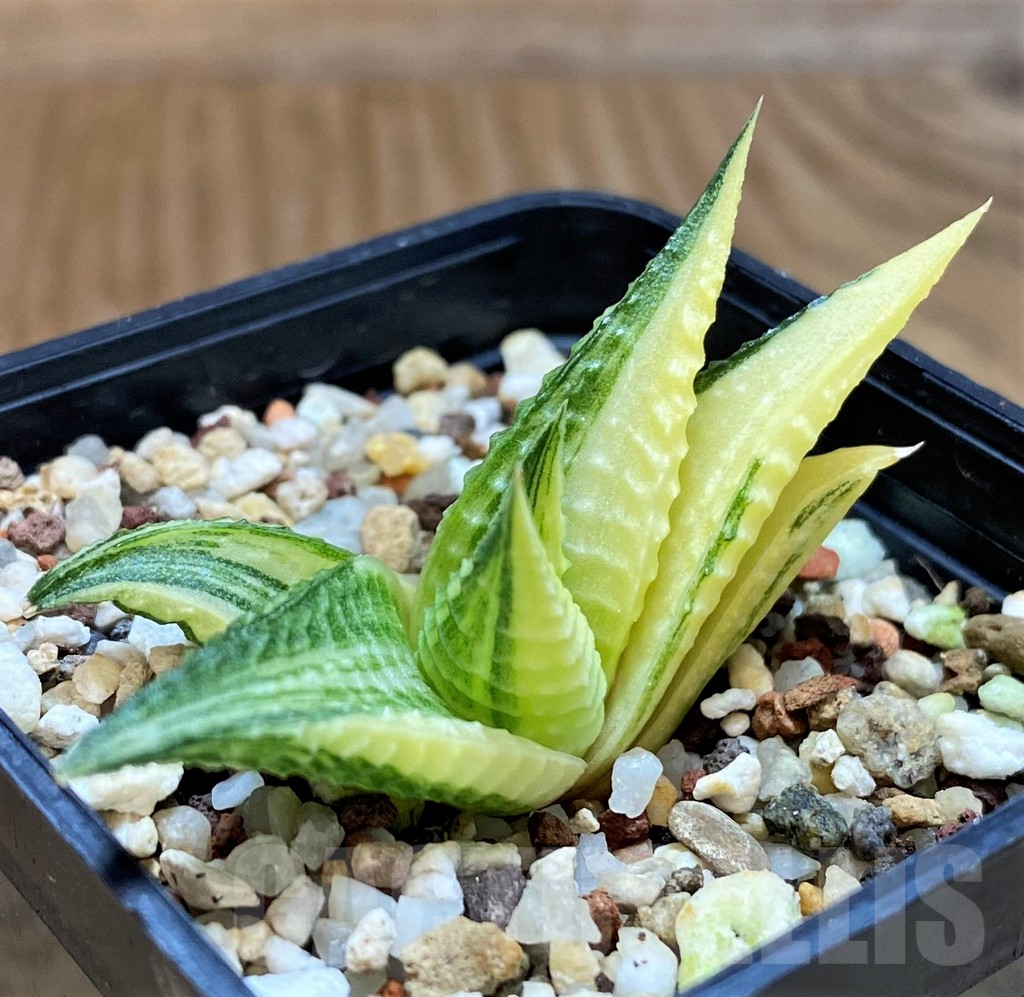SH12436 Haworthia limifolia f. variegata