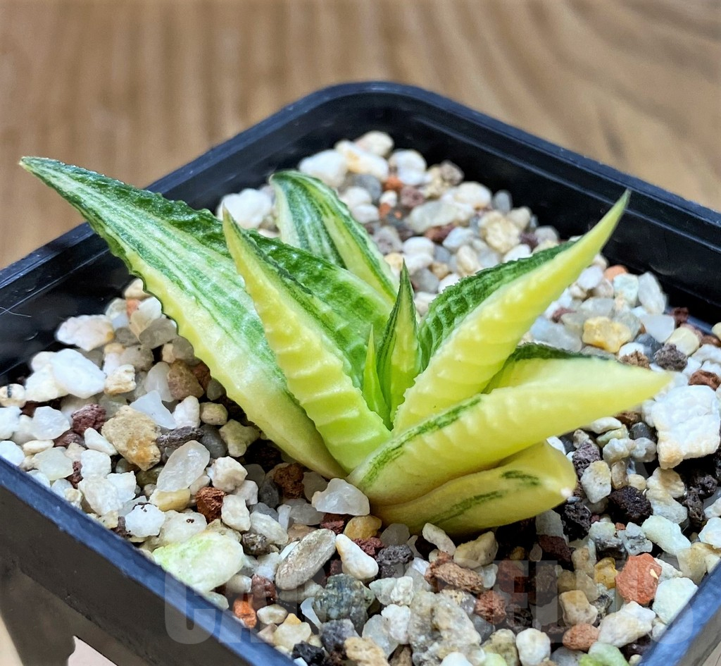 SH12436 Haworthia limifolia f. variegata - Image 2