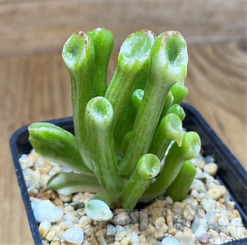 SH11115 Crassula ‘Hobbit’ f. variegata