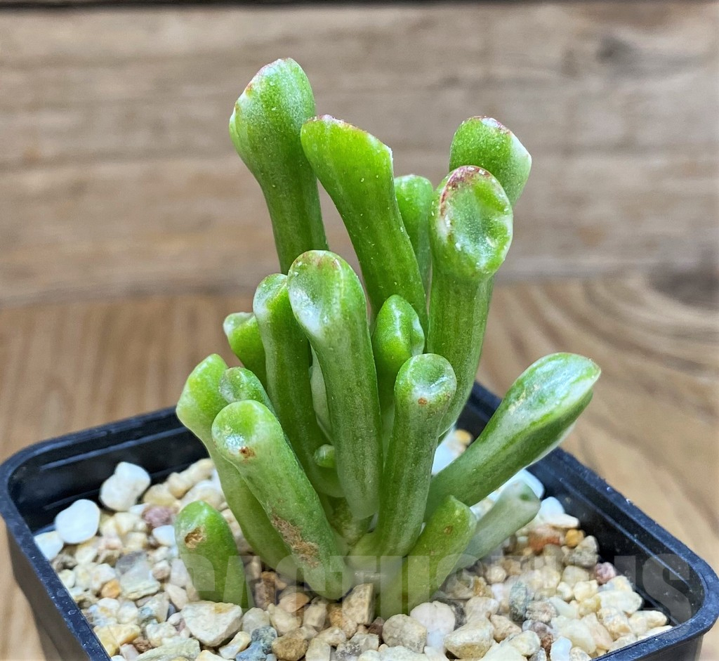 SH11115 Crassula ‘Hobbit’ f. variegata - Image 2