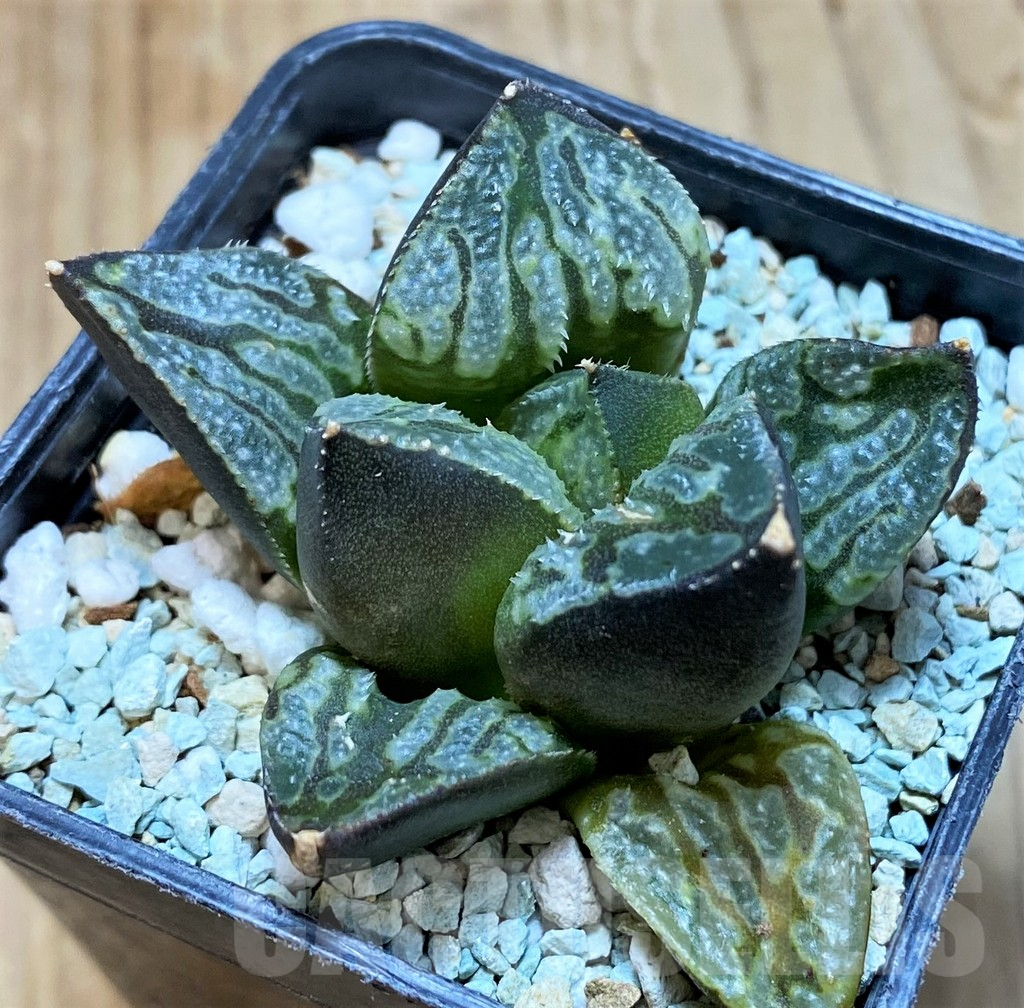 SH11118 Haworthia 'Love City' - Image 2