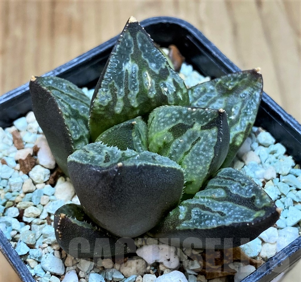 SH11118 Haworthia 'Love City'