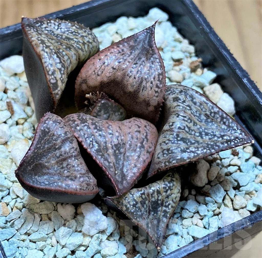 SH11119 Haworthia 'Sunflower'