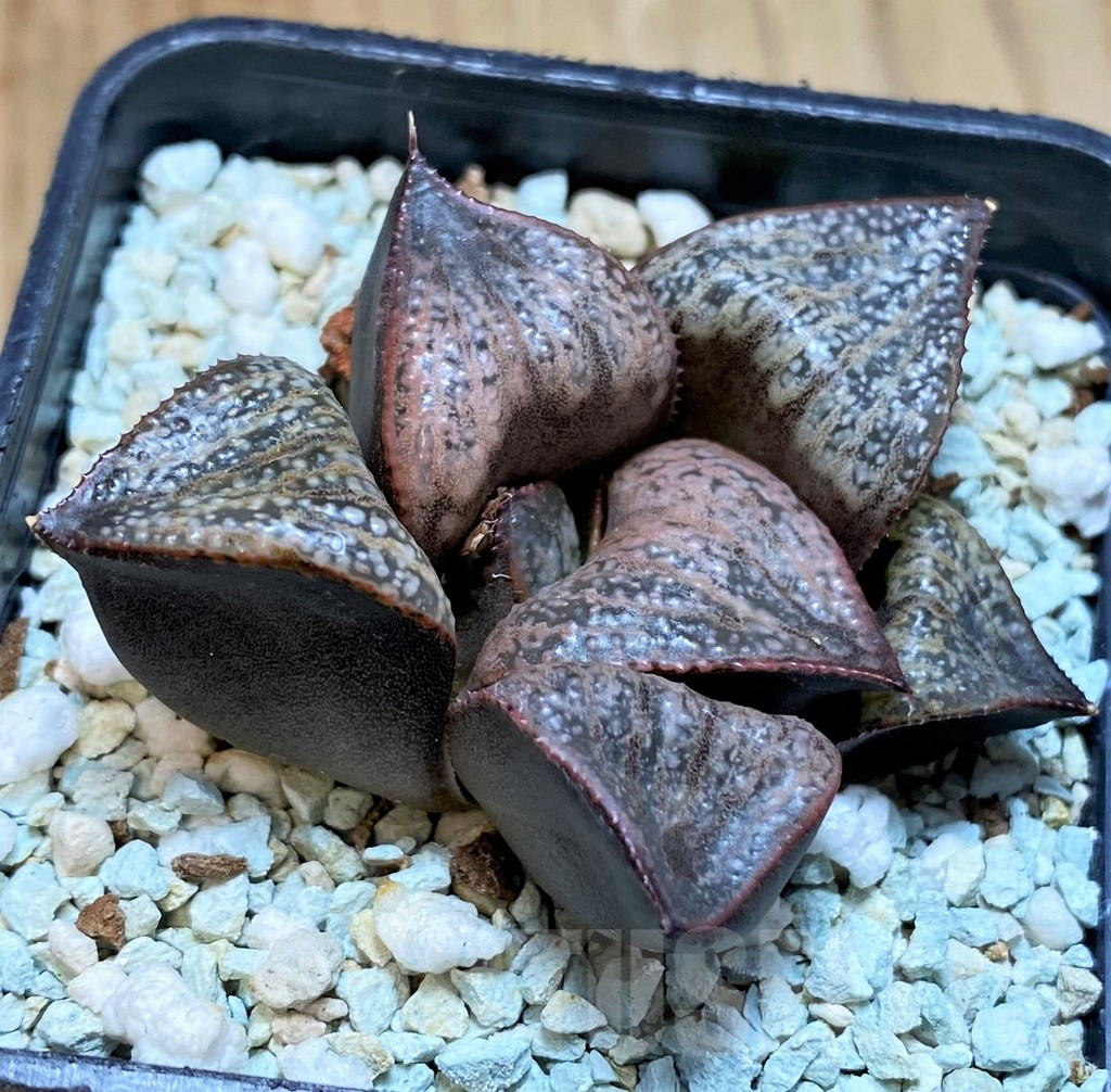 SH11119 Haworthia 'Sunflower' - immagine 2