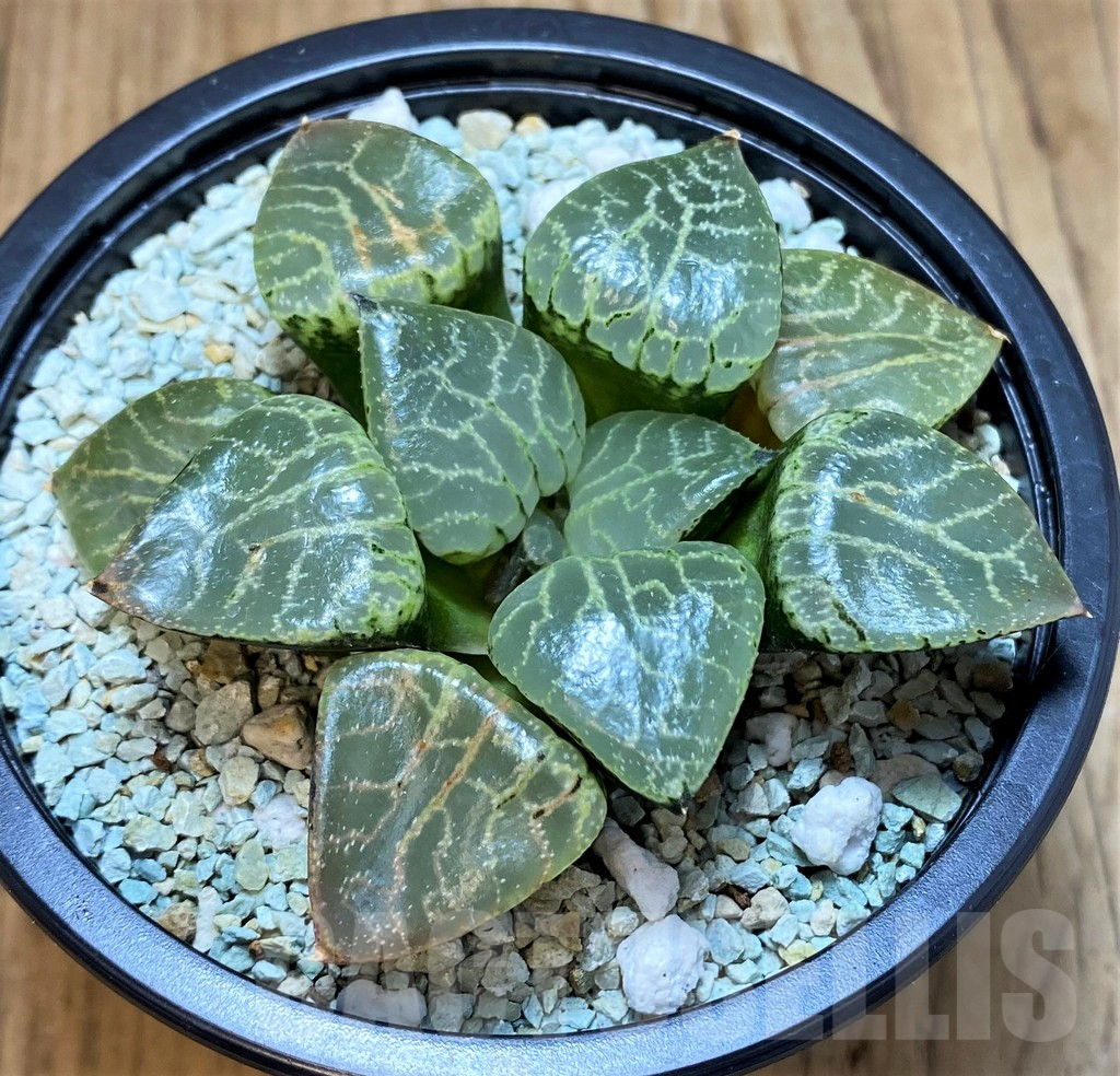 SH11121 Haworthia ‘Crystal’ - Image 2