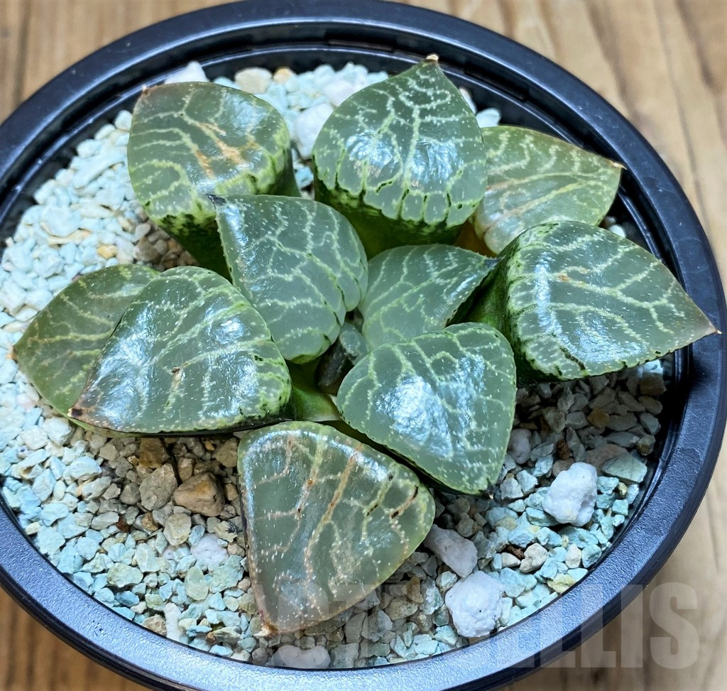 SH11121 Haworthia ‘Crystal’