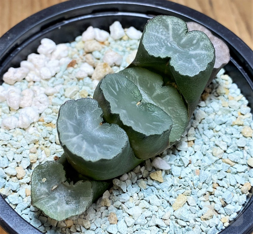 SH11122 Haworthia truncata ‘White Jade’ - immagine 2