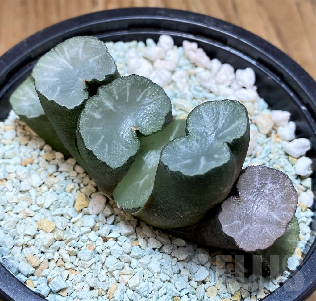 SH11122 Haworthia truncata ‘White Jade’