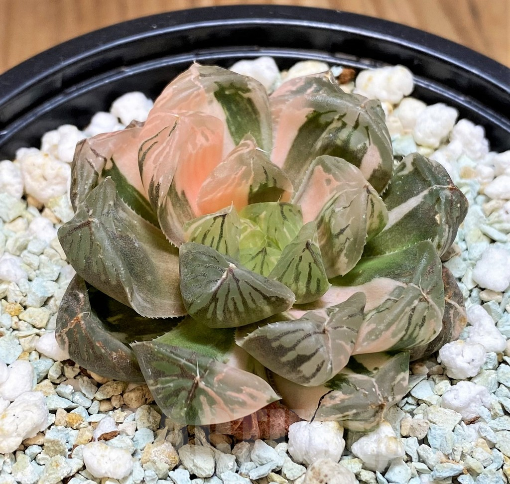SH11123 Haworthia ‘Red House’ - immagine 2