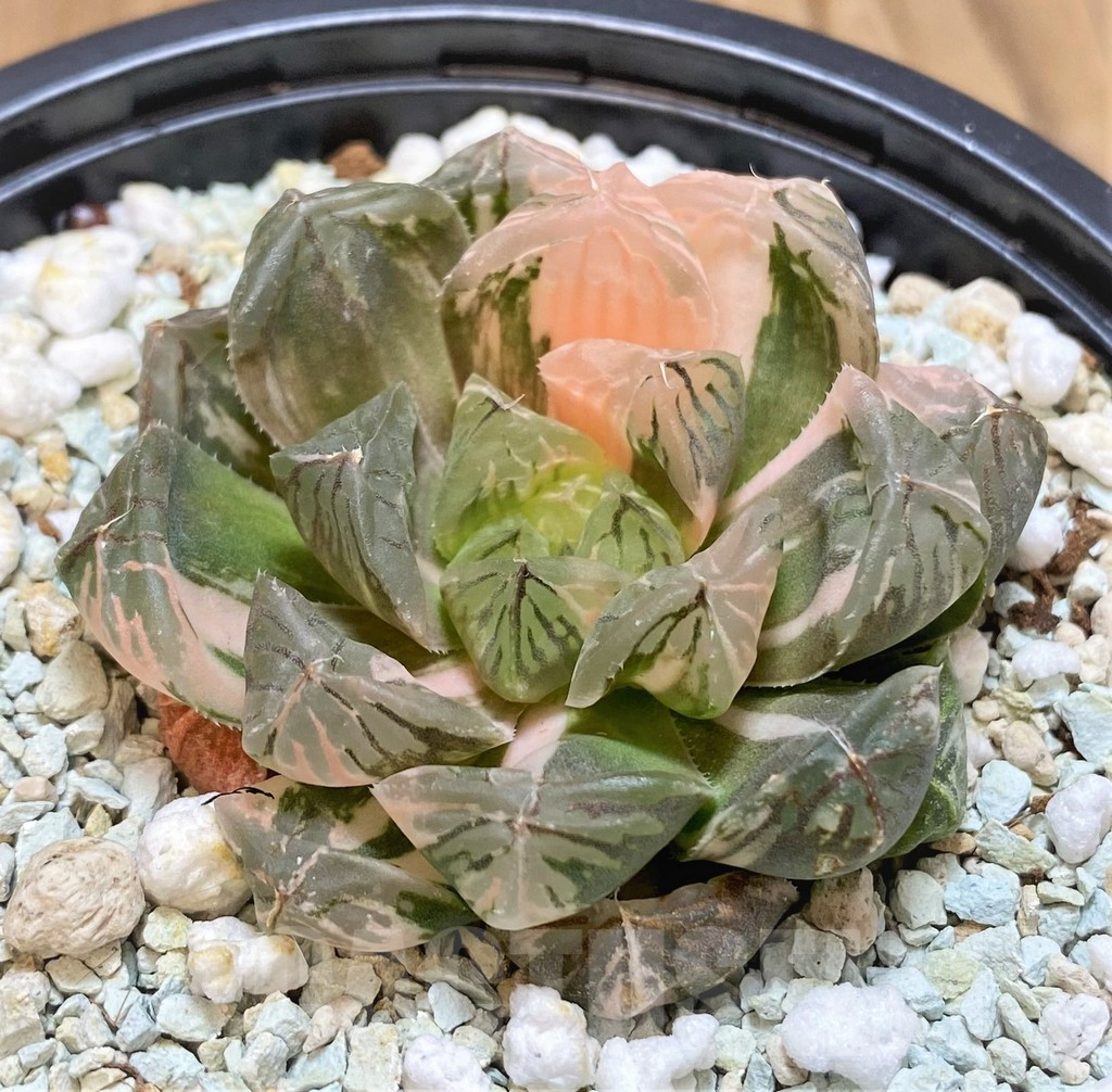 SH11123 Haworthia ‘Red House’