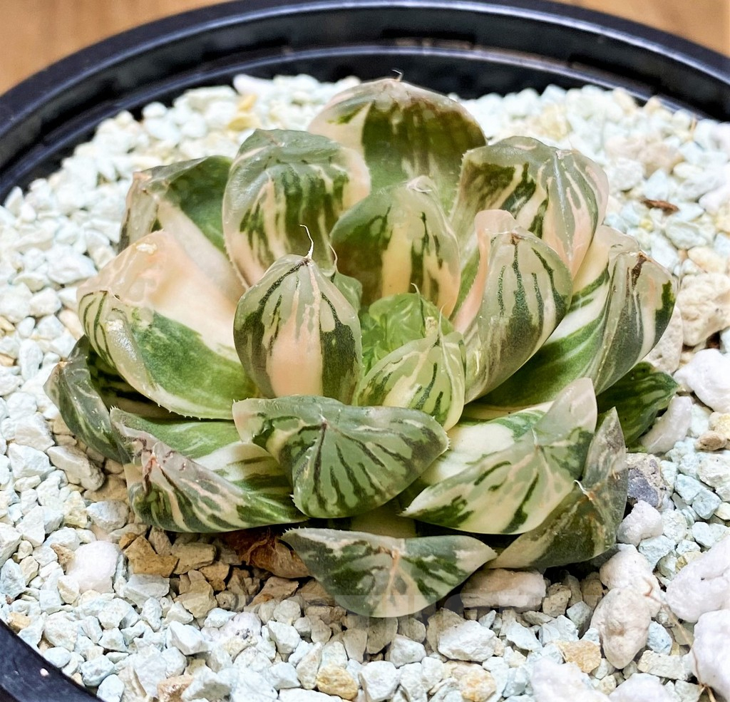 SH11124 Haworthia ‘Red House’ - Image 2