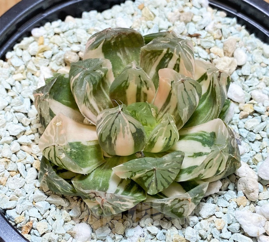 SH11124 Haworthia ‘Red House’
