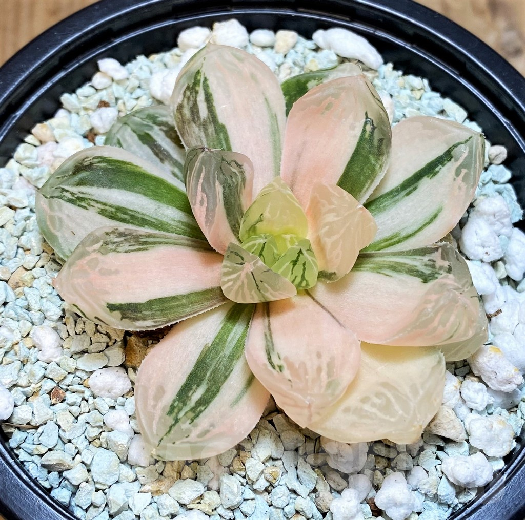 SH11125 Haworthia ‘Red House’ - Image 2