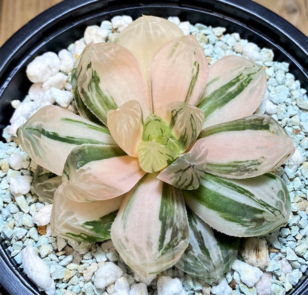 SH11125 Haworthia ‘Red House’