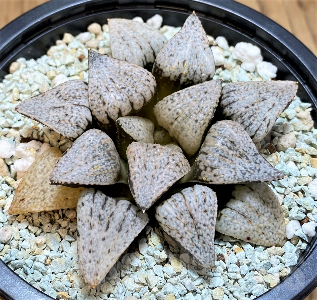 SH11126 Haworthia picta ‘White Magic’ - Image 2