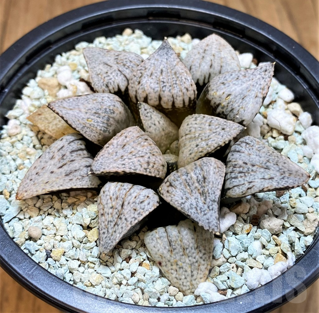 SH11126 Haworthia picta ‘White Magic’