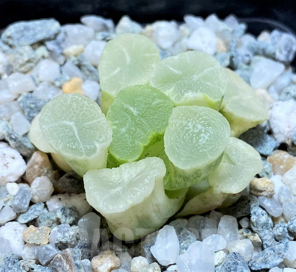 SH11086 Haworthia maughanii 'White Brocade of All Things'